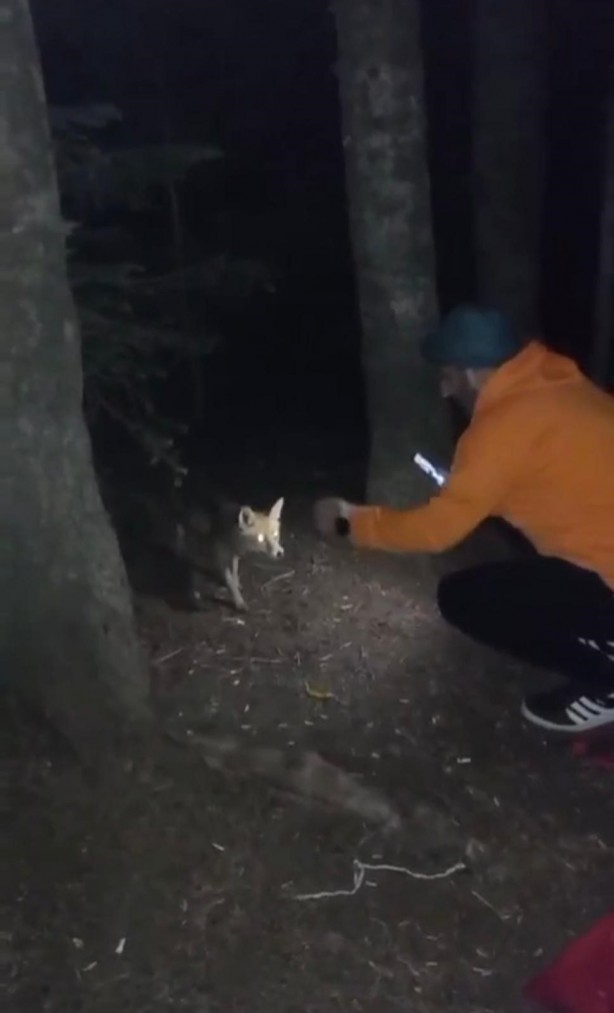 Uludağ'da yanına gelen tilkiye köfte ikram etti