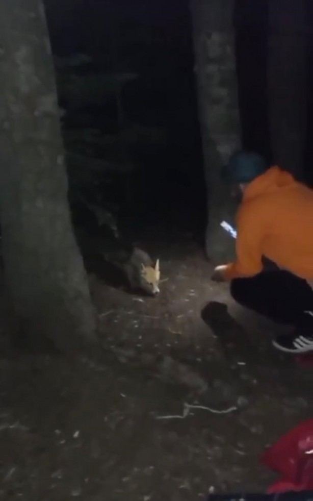Foto - Uludağ'da yanına gelen tilkiye köfte ikram etti
