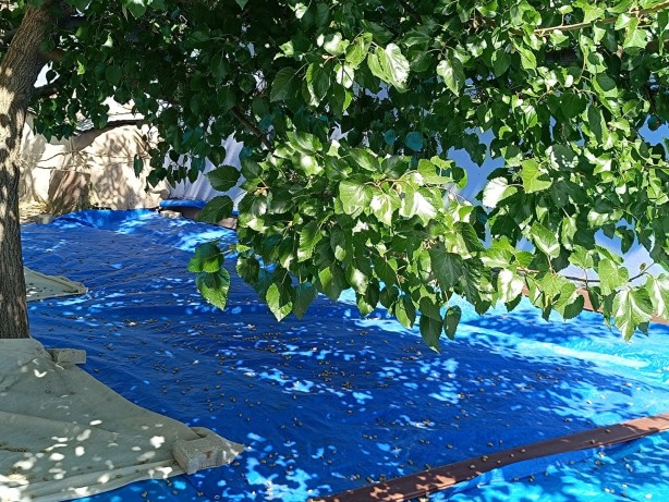 Foto - Coğrafi işaretli Ulukale dutu Tunceli'nin köyünden dünyaya açılıyor