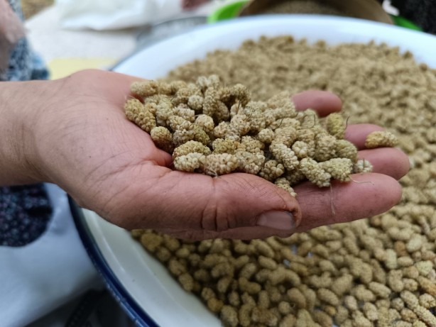 Foto - Coğrafi işaretli Ulukale dutu Tunceli'nin köyünden dünyaya açılıyor