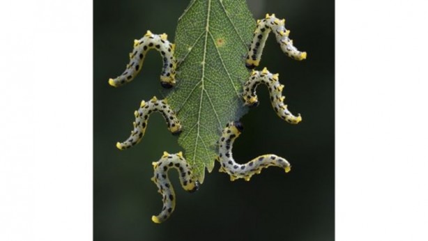 Foto - Uluslararası Bilim Fotoğrafları yarışmasından muhteşem görüntüler