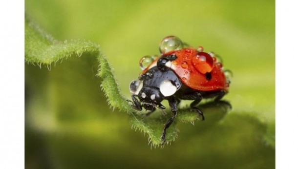 Foto - Uluslararası Bilim Fotoğrafları yarışmasından muhteşem görüntüler
