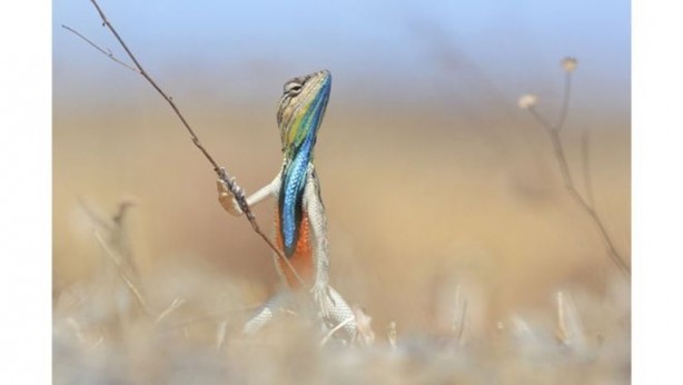 Foto - Uluslararası Bilim Fotoğrafları yarışmasından muhteşem görüntüler