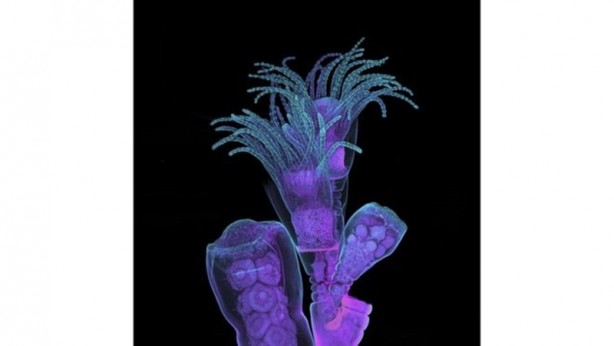 Foto - Uluslararası Bilim Fotoğrafları yarışmasından muhteşem görüntüler