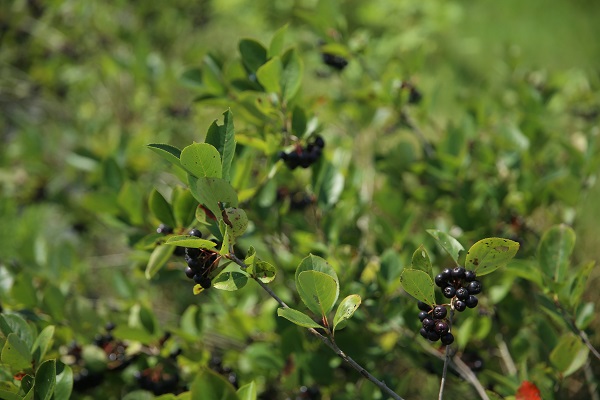Foto - Umduğundan fazla üretti ihracata hazırlanıyor! Kanser hastası babası için yetiştirdi