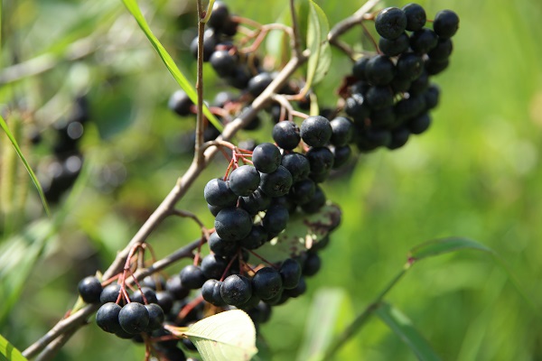 Foto - Umduğundan fazla üretti ihracata hazırlanıyor! Kanser hastası babası için yetiştirdi