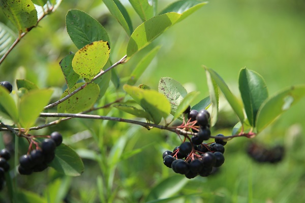 Umduğundan fazla üretti ihracata hazırlanıyor! Kanser hastası babası için yetiştirdi