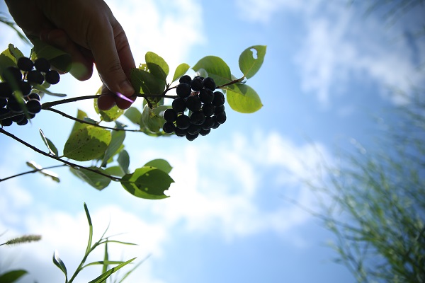 Foto - Umduğundan fazla üretti ihracata hazırlanıyor! Kanser hastası babası için yetiştirdi