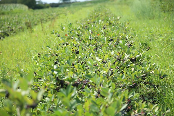 Foto - Umduğundan fazla üretti ihracata hazırlanıyor! Kanser hastası babası için yetiştirdi