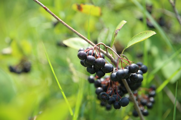Foto - Umduğundan fazla üretti ihracata hazırlanıyor! Kanser hastası babası için yetiştirdi