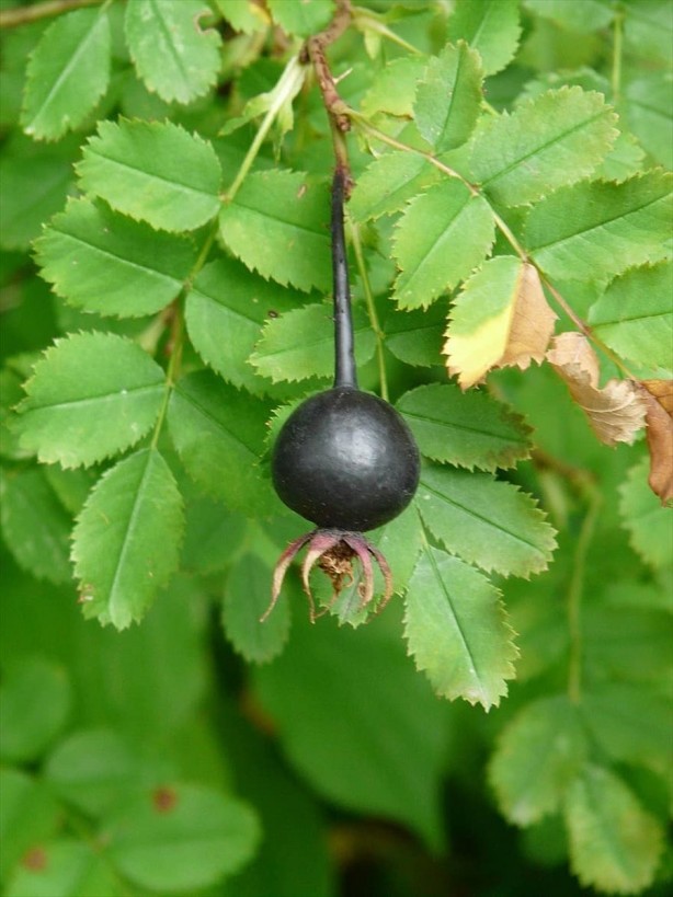 Foto - Umut ışığı yandı İşte göğüs kanseri hücrelerini yok eden besin