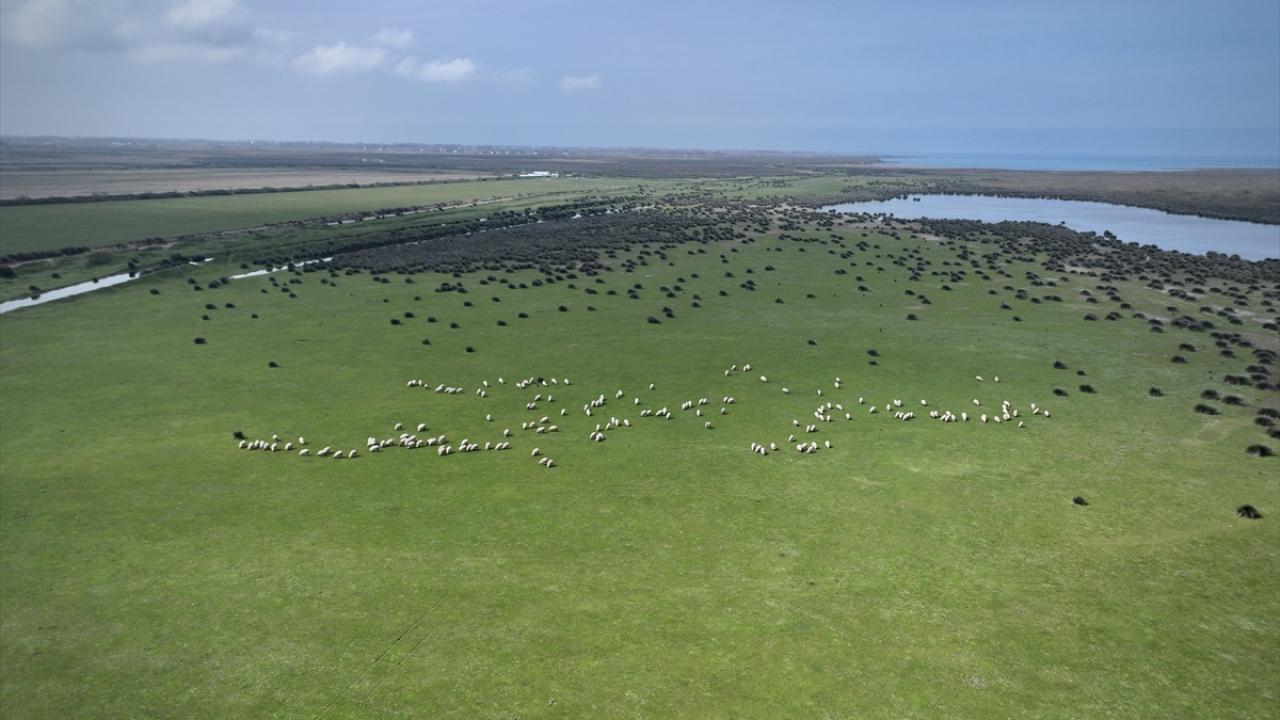 UNESCO Dünya Mirası Geçici Listesi'nde! Kızılırmak Deltası’nda şimdi bahar zamanı