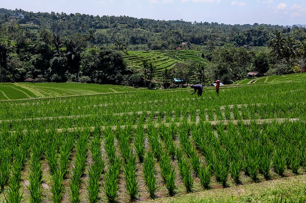Foto - UNESCO onaylı miras: Jatiluwih'de pirinç hasadı