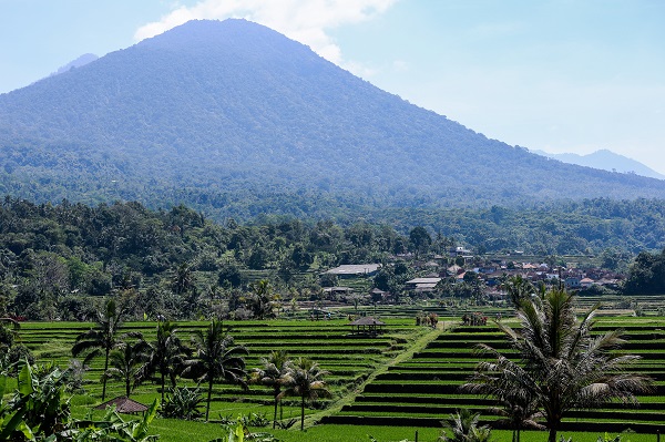 Foto - UNESCO onaylı miras: Jatiluwih'de pirinç hasadı