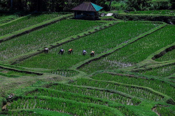 Foto - UNESCO onaylı miras: Jatiluwih'de pirinç hasadı