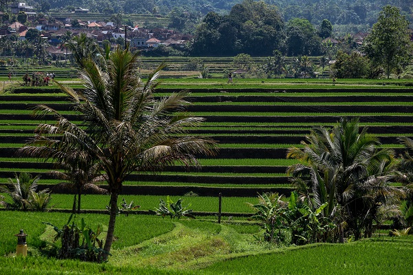 Foto - UNESCO onaylı miras: Jatiluwih'de pirinç hasadı