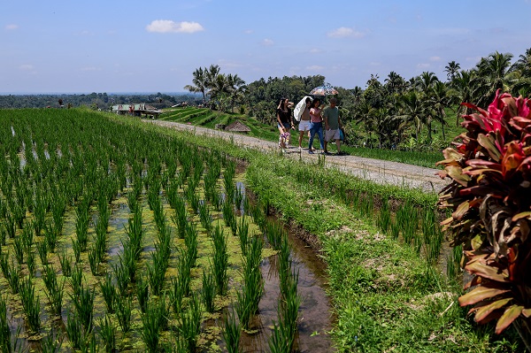 Foto - UNESCO onaylı miras: Jatiluwih'de pirinç hasadı
