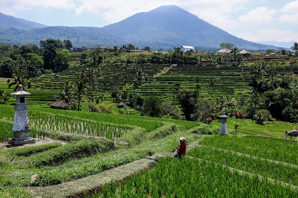 Foto - UNESCO onaylı miras: Jatiluwih'de pirinç hasadı