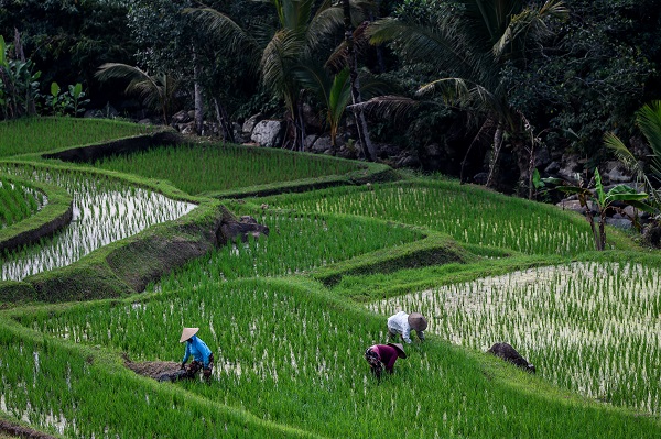 Foto - UNESCO onaylı miras: Jatiluwih'de pirinç hasadı