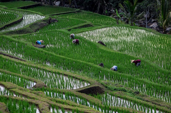 Foto - UNESCO onaylı miras: Jatiluwih'de pirinç hasadı