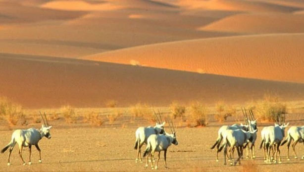 Foto - UNESCO duyurdu: Dünya Mirası Listesi'ne tamı tamına 42 yeni alan daha ekledi! Suudi Arabistan’a teşekkür...