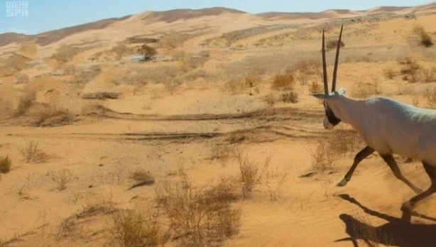 Foto - UNESCO duyurdu: Dünya Mirası Listesi'ne tamı tamına 42 yeni alan daha ekledi! Suudi Arabistan’a teşekkür...