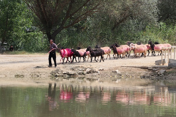 Foto - UNESCO'nun listesinde! Bu yarışma ülkemizde 850 yıldır yapılıyor