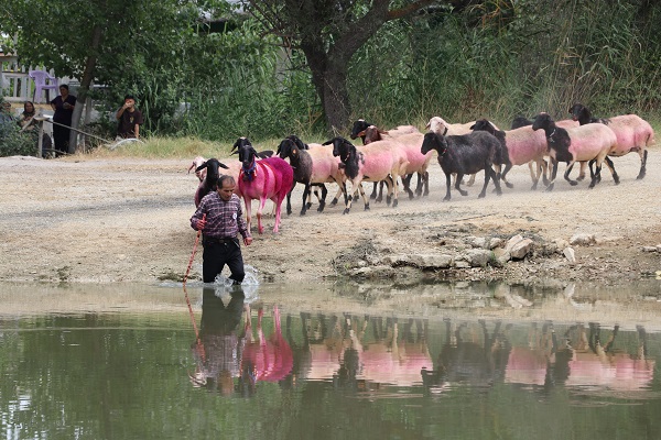 Foto - UNESCO'nun listesinde! Bu yarışma ülkemizde 850 yıldır yapılıyor
