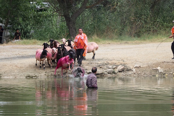 Foto - UNESCO'nun listesinde! Bu yarışma ülkemizde 850 yıldır yapılıyor