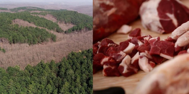 Foto - Ünlü 3 şirket, et için ormanları yok etti! Her şeyi sessiz sedasız yapmışlar