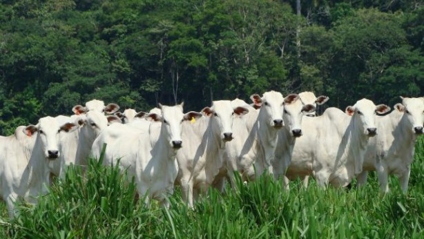 Foto - Ünlü 3 şirket, et için ormanları yok etti! Her şeyi sessiz sedasız yapmışlar