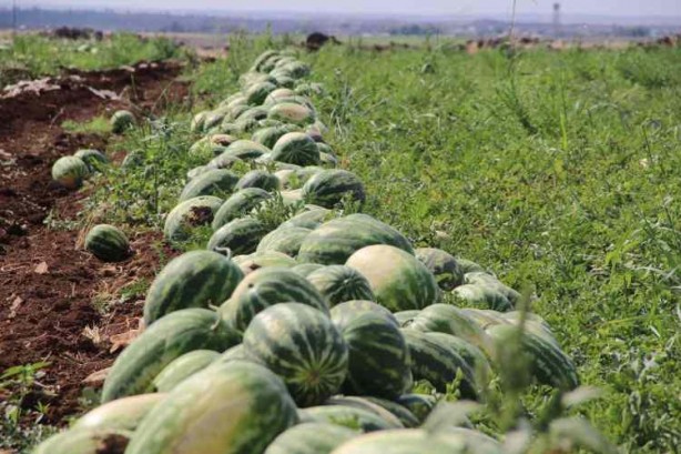 Foto - Ünlü karpuzun hasadı başladı
