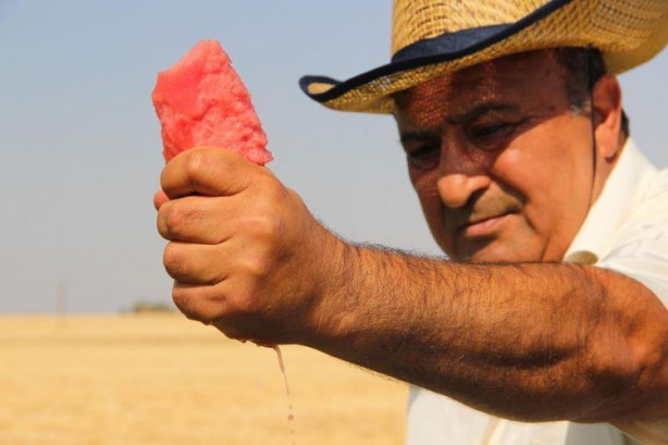 Foto - Ünlü karpuzun hasadı başladı