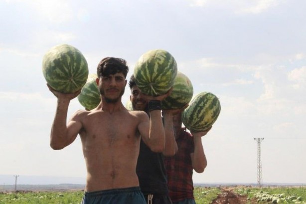 Foto - Ünlü karpuzun hasadı başladı