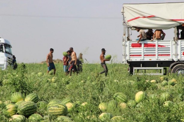 Foto - Ünlü karpuzun hasadı başladı