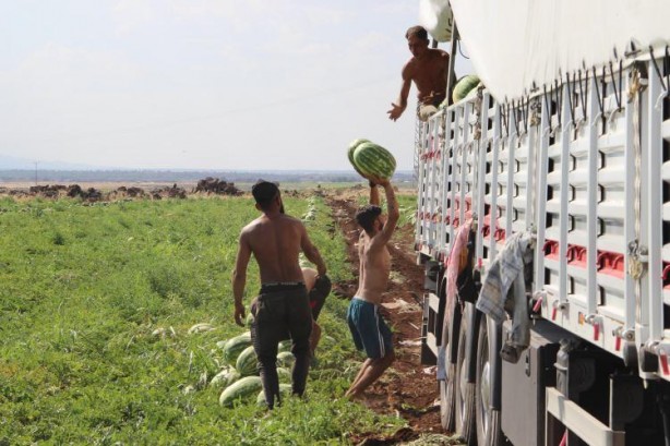 Foto - Ünlü karpuzun hasadı başladı