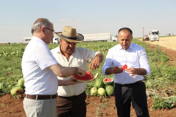 Foto - Ünlü karpuzun hasadı başladı