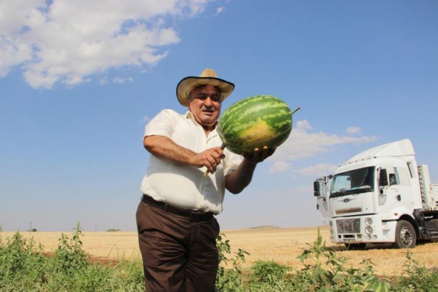 Foto - Ünlü karpuzun hasadı başladı