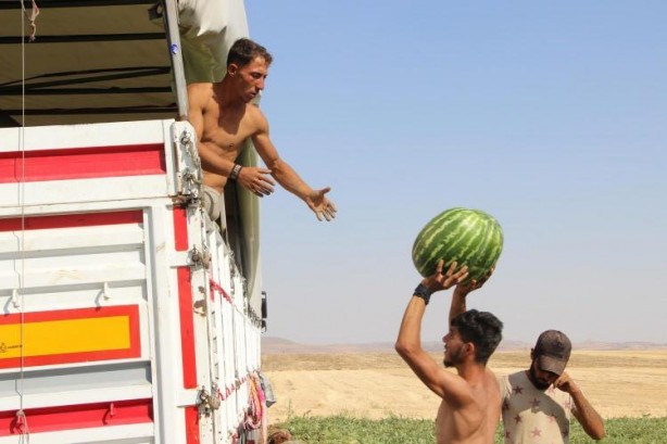 Foto - Ünlü karpuzun hasadı başladı