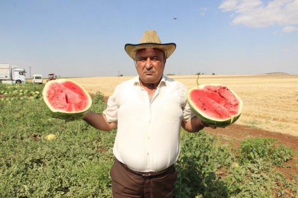 Foto - Ünlü karpuzun hasadı başladı