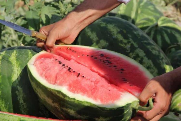 Foto - Ünlü karpuzun hasadı başladı