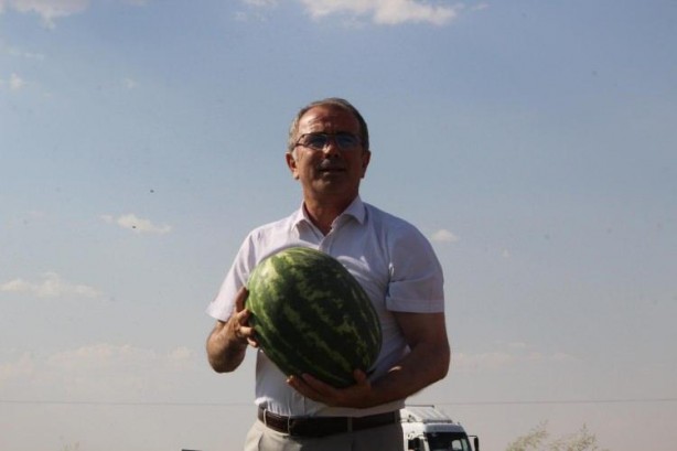 Foto - Ünlü karpuzun hasadı başladı