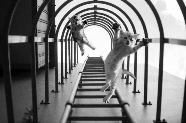 Foto - Ünlü marka sosyal medyanın diline düştü