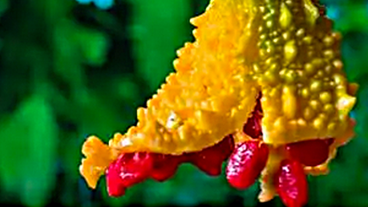 Foto - Ünlü Prof. Dr. Osman Müftüoğlu değerlendirdi: Süper besinler gerçekten şifa deposu mu? İşte o besinler…