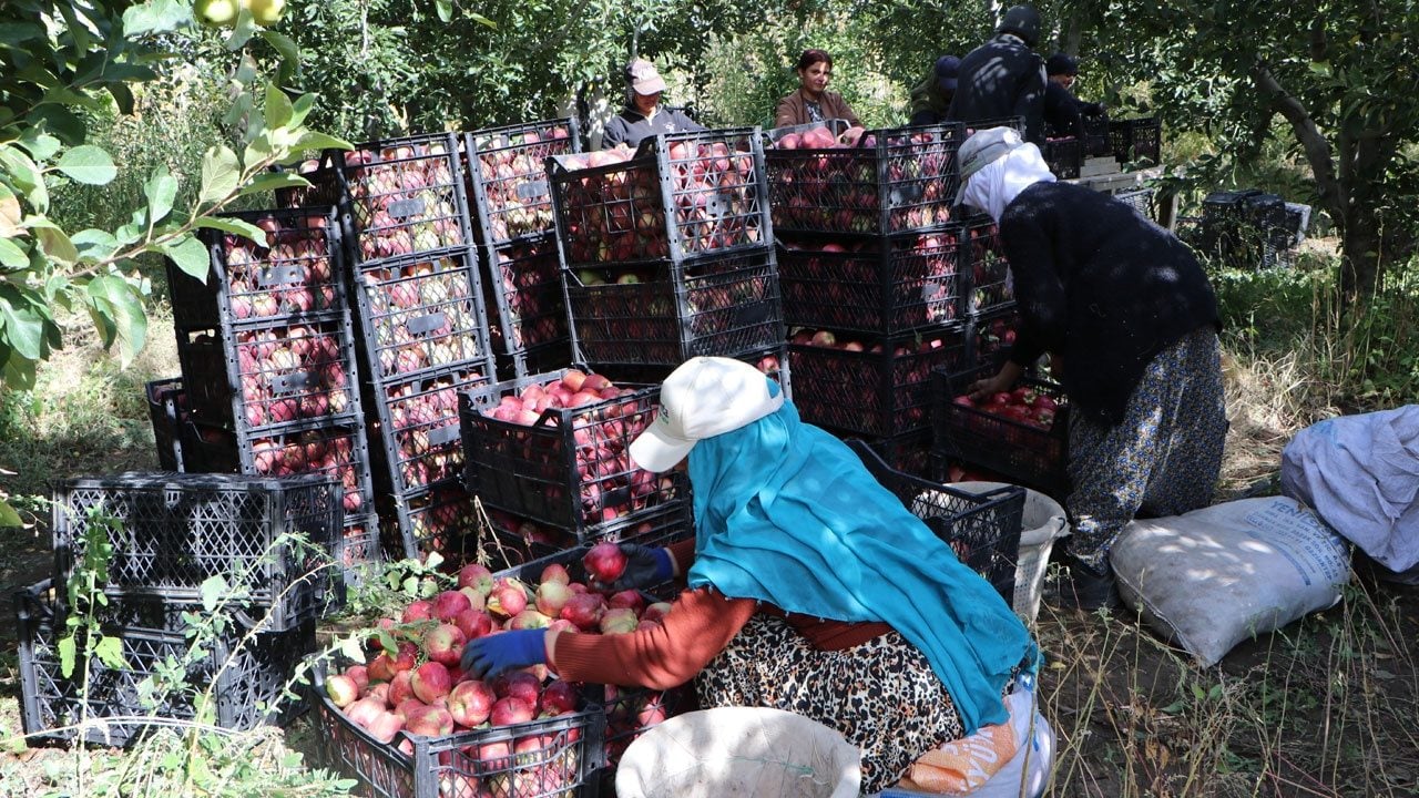 Foto - Ünü sınırları aşan Van elmasında bu sene hayal kırıklığı yaşanıyor! 300 tonluk üretim 50-60 tona düştü