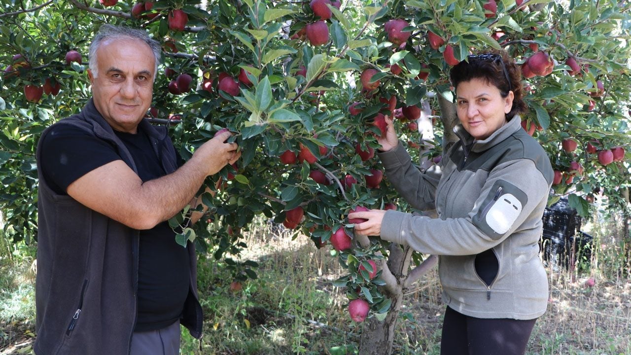 Foto - Ünü sınırları aşan Van elmasında bu sene hayal kırıklığı yaşanıyor! 300 tonluk üretim 50-60 tona düştü