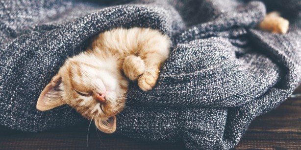 Foto - Unutkanlığı unutturan hafıza teknikleri