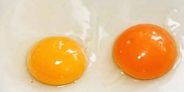 Foto - Unutkanlık sorunumu var? Bilişsel rezervi için işte çözümü! Tam bir servet: Herkes yapsın, kurtarıcı besinler...