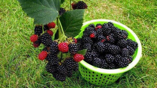 Foto - Unuttuklarınızı hatırlamak ister misiniz?