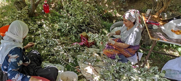 Foto - Unutulmaya yüz tutmuştu! Geleneksel o meslek yeniden canlandırılıyor